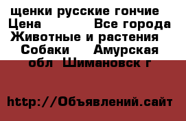 щенки русские гончие › Цена ­ 4 000 - Все города Животные и растения » Собаки   . Амурская обл.,Шимановск г.